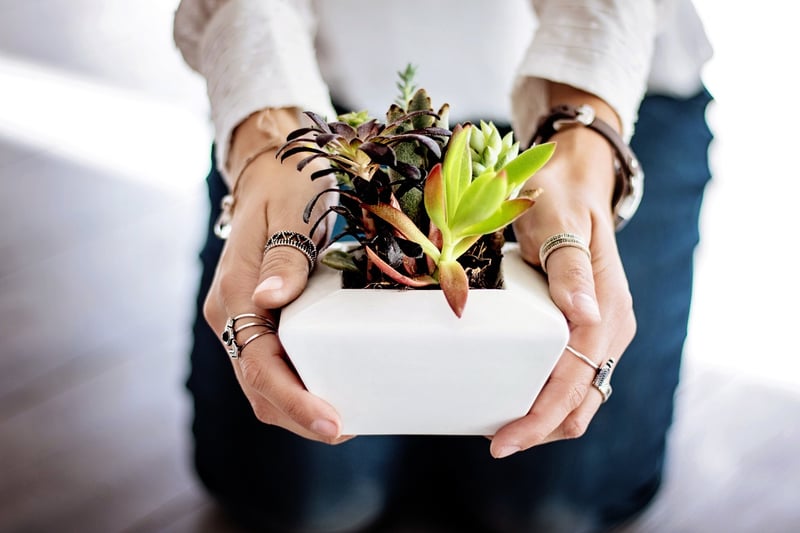Potted Plant Centerpieces